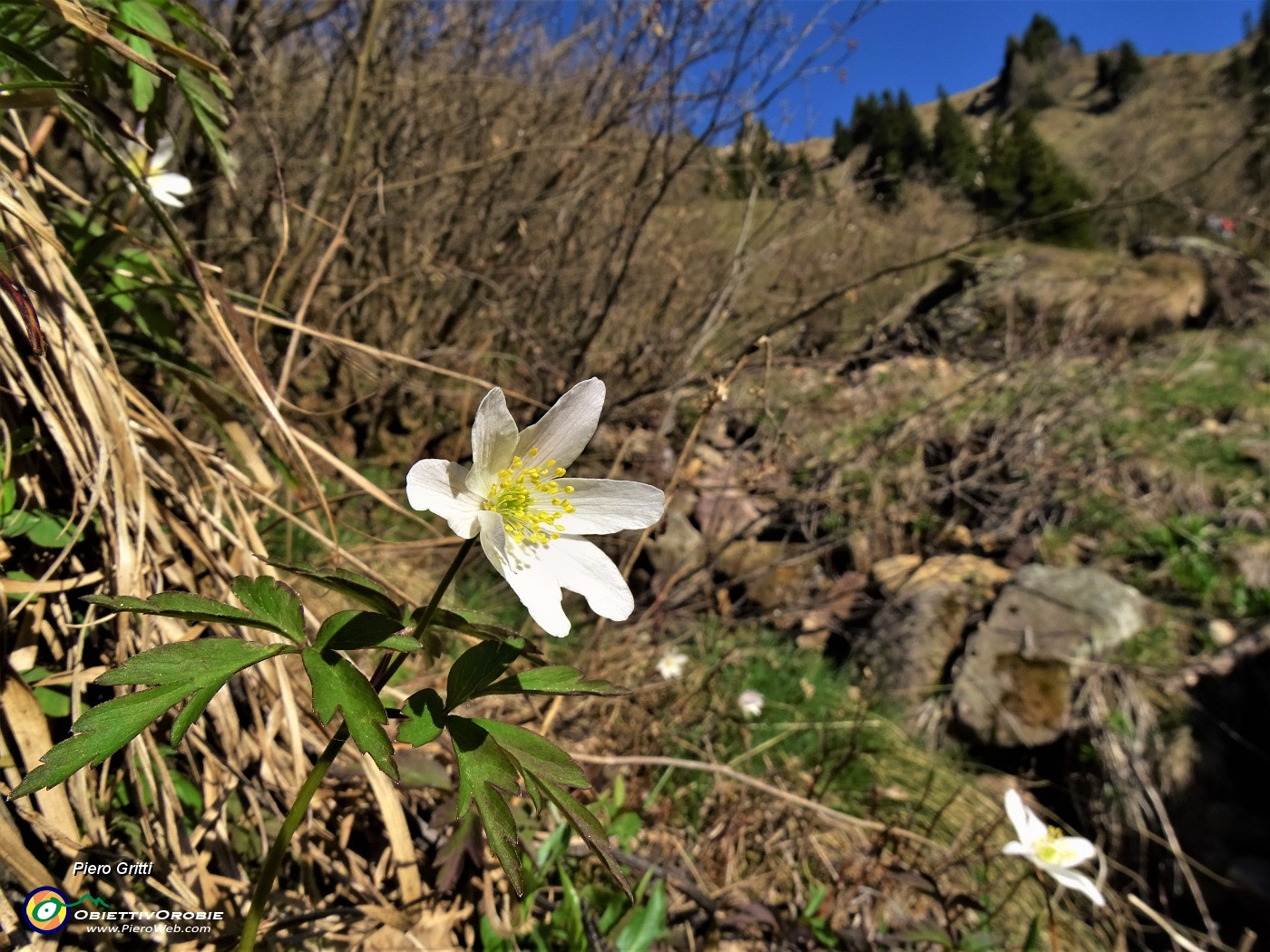 09 Anemoides nemorosa (Anemone dei boschi) ...primavera anche alle Baite di Mezzeno!.JPG